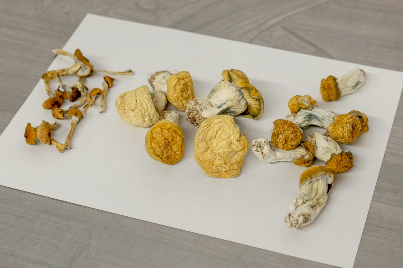 Everything You Need To Know About Shrooms For Sale
