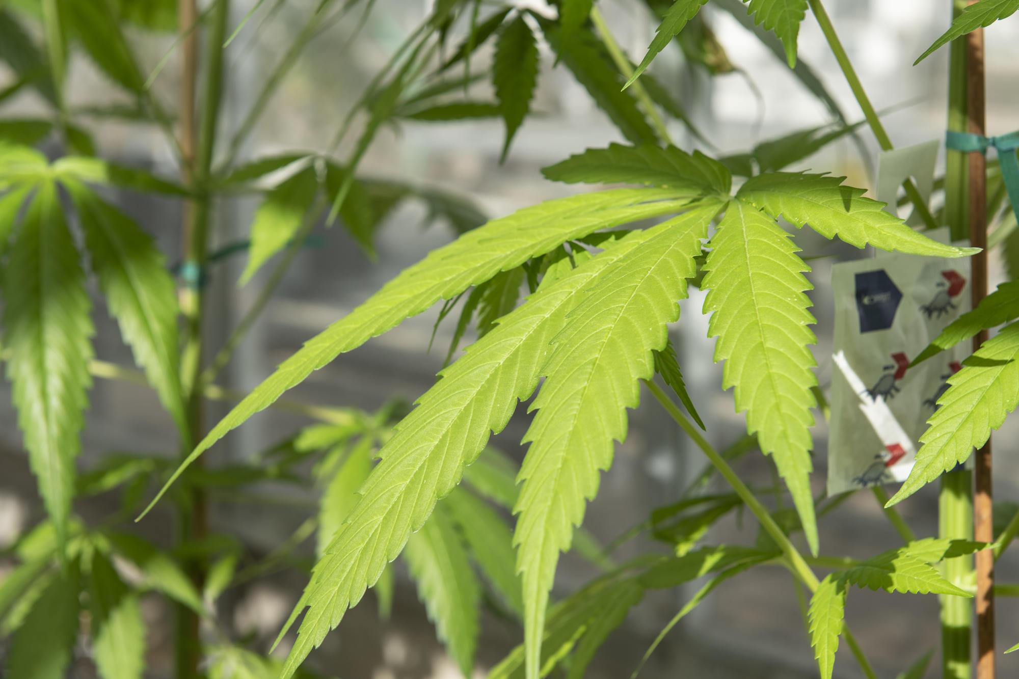 Find the best available option for CBD products