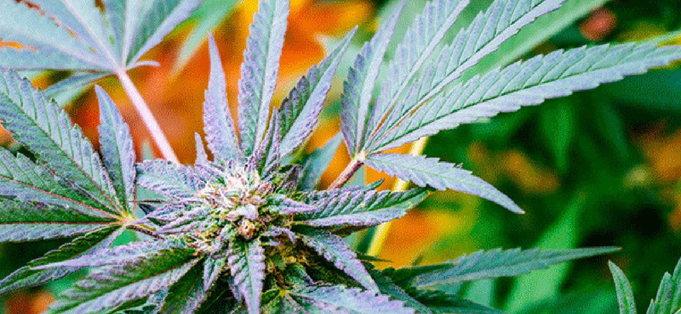 buy thc-a hemp flower